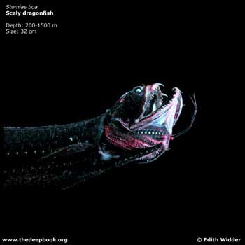 \"DEEP_scaly_dragonfish_EX-sm.jpg\"